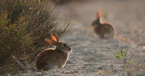 Wild rabbits Oryctolagus cuniculus at sunset in slow motion 120fps 4k video Stock Footage 248924340