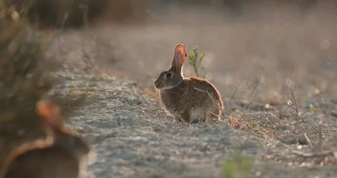 Wild rabbits Oryctolagus cuniculus at sunset in slow motion 120fps 4k video Stock Footage 248924412