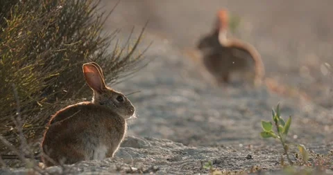 Wild rabbits Oryctolagus cuniculus at sunset in slow motion 120fps 4k video Stock Footage 248924413