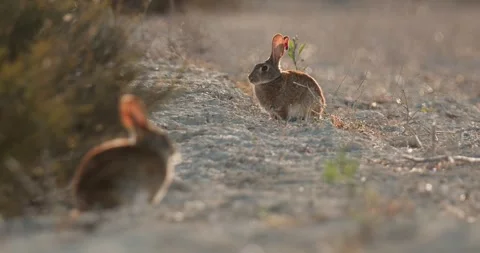 Wild rabbits Oryctolagus cuniculus at sunset in slow motion 120fps 4k video Stock Footage 248924528