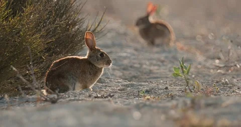 Wild rabbits Oryctolagus cuniculus at sunset in slow motion 120fps 4k video Stock Footage 248924591