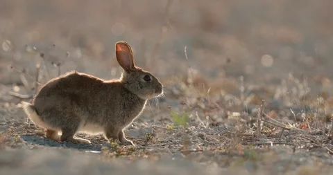 Wild rabbits Oryctolagus cuniculus at sunset in slow motion 120fps 4k video Stock Footage 248924681