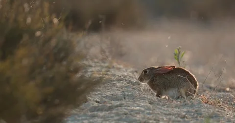 Wild rabbits Oryctolagus cuniculus at sunset in slow motion 120fps 4k video Stock Footage 248924808