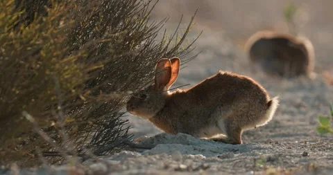 Wild rabbits Oryctolagus cuniculus at sunset in slow motion 120fps 4k video Stock Footage 248924826