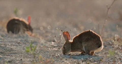 Wild rabbits Oryctolagus cuniculus at sunset in slow motion 120fps 4k video Stock Footage 248924896