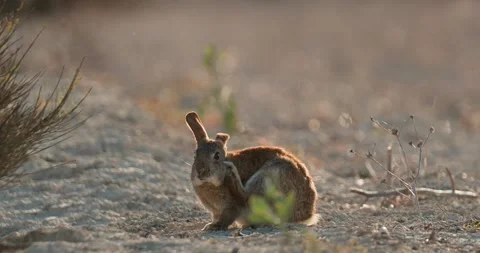 Wild rabbits Oryctolagus cuniculus at sunset in slow motion 120fps 4k video Stock Footage 248924940