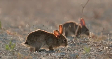 Wild rabbits Oryctolagus cuniculus at sunset in slow motion 120fps 4k video Stock Footage 248924971