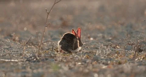 Wild rabbits Oryctolagus cuniculus at sunset in slow motion 120fps 4k video Stock Footage 248925026