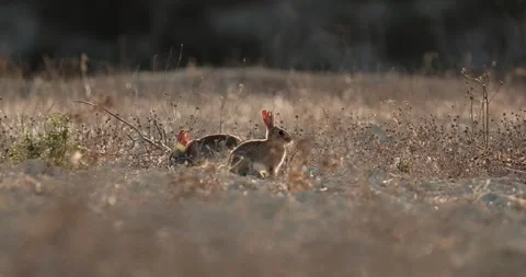 Wild rabbits Oryctolagus cuniculus at sunset in slow motion 120fps 4k video Stock Footage 248925070