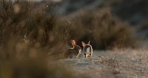 Wild rabbits Oryctolagus cuniculus at sunset in slow motion 120fps 4k video Stock Footage 248925147