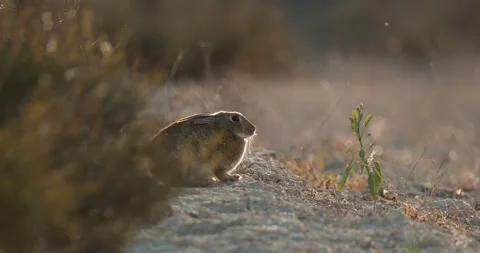 Wild rabbits Oryctolagus cuniculus at sunset in slow motion 120fps 4k video Stock Footage 248925169