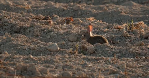 Wild rabbits Oryctolagus cuniculus at sunset in slow motion 120fps 4k video Stock Footage 248925252