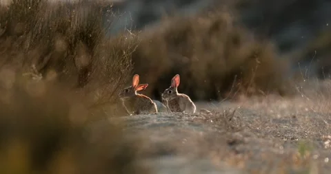 Wild rabbits Oryctolagus cuniculus at sunset in slow motion 120fps 4k video Stock Footage 248925265