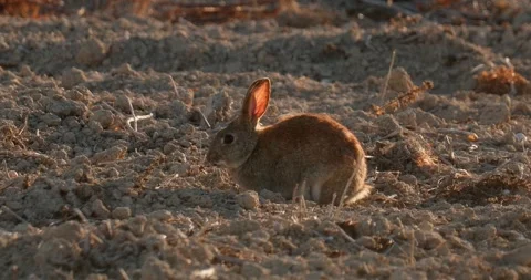 Wild rabbits Oryctolagus cuniculus at sunset in slow motion 120fps 4k video Stock Footage 248925307