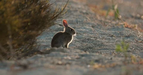 Wild rabbits Oryctolagus cuniculus at sunset in slow motion 120fps 4k video Stock Footage 248925328