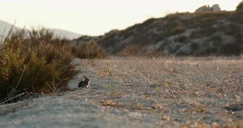 Wild rabbits Oryctolagus cuniculus at sunset in slow motion 4k video 120 fps Video stock 248925395