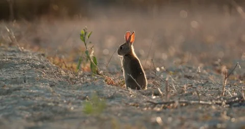 Wild rabbits Oryctolagus cuniculus at sunset in slow motion 4k video 120 fps Stock Footage 248925470