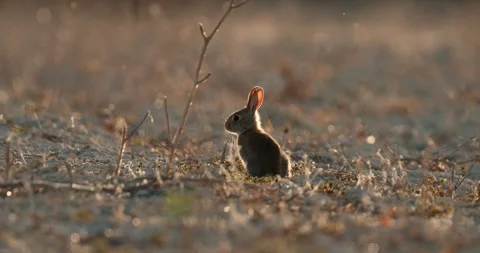 Wild rabbits Oryctolagus cuniculus at sunset in slow motion 4k video 120 fps Stock Footage 248925548