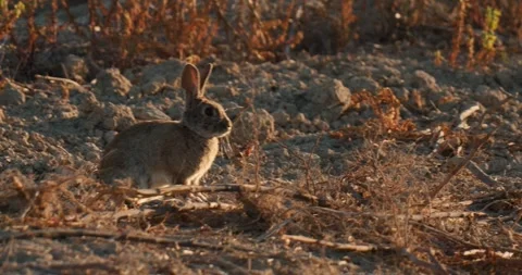 Wild rabbits Oryctolagus cuniculus at sunset in slow motion 4k video 120 fps Stock Footage 248925624