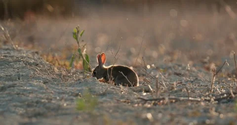 Wild rabbits Oryctolagus cuniculus at sunset in slow motion 4k video 120 fps Stock Footage 248925645