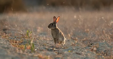 Wild rabbits Oryctolagus cuniculus at sunset in slow motion 4k video 120 fps Stock Footage 248925709