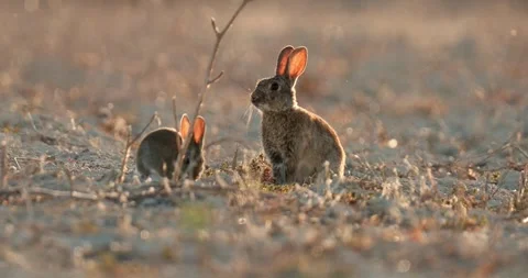 Wild rabbits Oryctolagus cuniculus at sunset in slow motion 4k video 120 fps Stock Footage 248925859