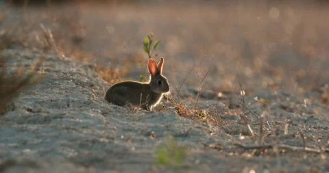 Wild rabbits Oryctolagus cuniculus at sunset in slow motion 4k video 120 fps Stock Footage 248925899