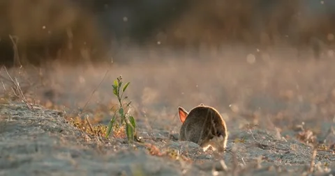 Wild rabbits Oryctolagus cuniculus at sunset in slow motion 4k video 120 fps Stock Footage 248925917