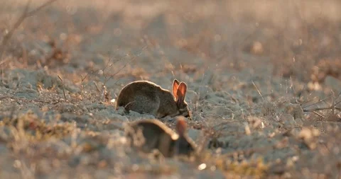 Wild rabbits Oryctolagus cuniculus at sunset in slow motion 120 fps 4k video Stock Footage 248925959