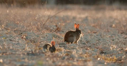 Wild rabbits Oryctolagus cuniculus at sunset in slow motion 120 fps 4k video Stock Footage 248925966