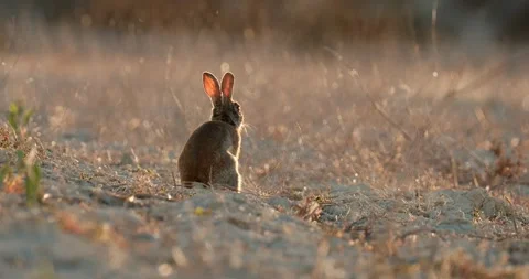 Wild rabbits Oryctolagus cuniculus at sunset in slow motion 120 fps 4k video Stock Footage 248926012