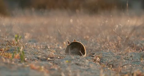 Wild rabbits Oryctolagus cuniculus at sunset in slow motion 120 fps 4k video Stock Footage 248926069