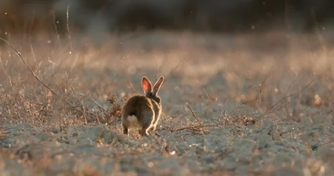 Wild rabbits Oryctolagus cuniculus at sunset in slow motion 120fps 4k video Stock Footage 248926095