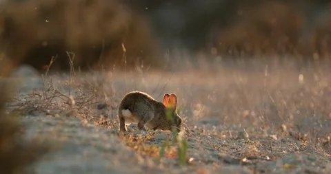 Wild rabbits Oryctolagus cuniculus at sunset in slow motion 120 fps 4k video Stock Footage 248926117