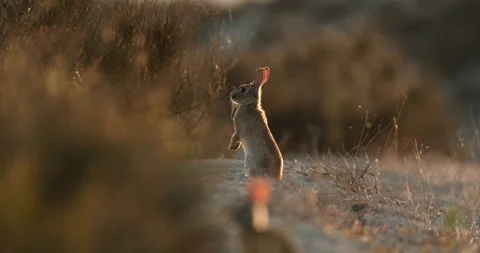 Wild rabbits Oryctolagus cuniculus at sunset in slow motion 120fps 4k video Stock Footage 248926164