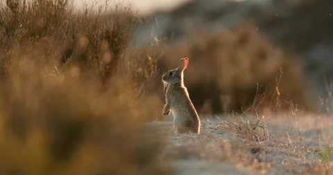 Wild rabbits Oryctolagus cuniculus at sunset in slow motion 120fps 4k video Stock Footage 248926209