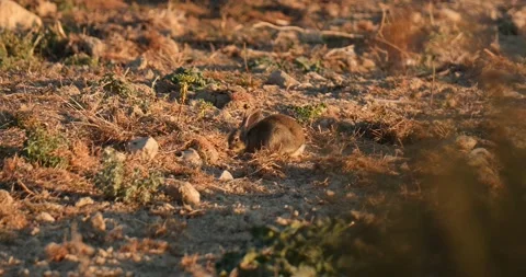 Wild rabbits Oryctolagus cuniculus at sunset in slow motion 120 fps 4k video Stock Footage 248926246