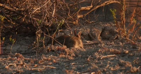 Wild rabbits Oryctolagus cuniculus at sunset in slow motion 120fps 4k video Stock Footage 248926534