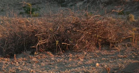 Wild rabbits Oryctolagus cuniculus at sunset in slow motion 4k video Stock Footage 248926604