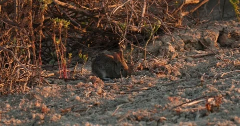 Wild rabbits Oryctolagus cuniculus at sunset in slow motion 120fps 4k video Stock Footage 248926969