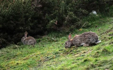 Wild Rabbits Stock Photos