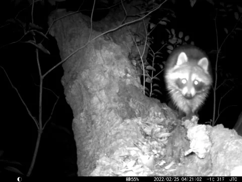 Wild raccoon in a tree 2 Stock Footage 197592114