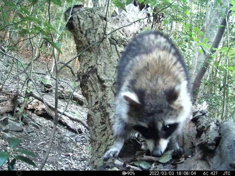 Wild raccoon in a tree 5 Stock Footage 197592328