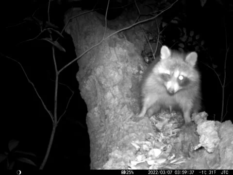 Wild raccoon in a tree 7 Stock Footage 197592427
