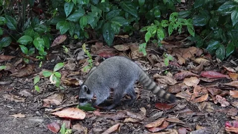 A wild racoon shaking after getting hit by a huge wave in slomo Stock Footage 136403402