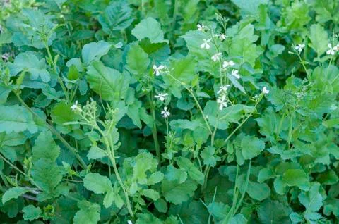 Wild radish Stock Photos