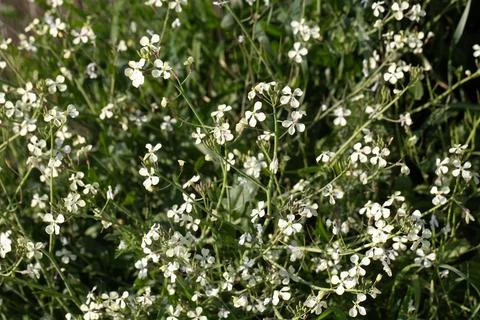 Wild Radish (Raphanus Raphanistrum) White Flowers Blooming in Green Meadow .. Stock Photos