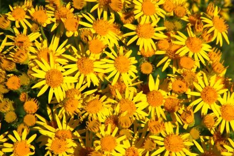 Wild Ragwort Stockfoto's