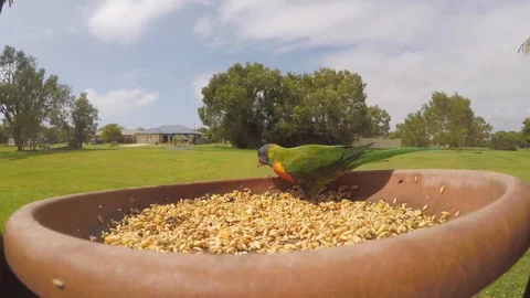 Wild rainbow lorikeets eating seeds from bird feeder. Vidéo 96490089
