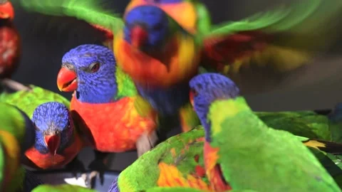 Wild rainbow lorikeets at a feeding table, Gold Coast, Queensland, Australia. Stock Footage 133281380